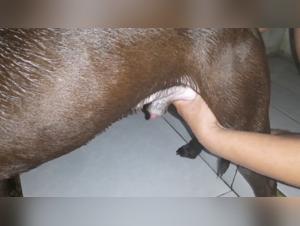 Dog Fucked: Fact or Fantasy Unveiled