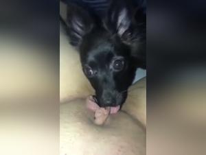 Delizie bestiali: mostra il tuo fascino per il sesso canino
