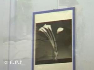 Piccolo cane, grande passione, sesso proibito