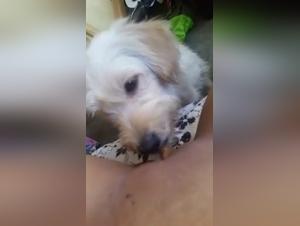 Experience the Thrill of Dog Sex Videos