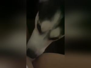 Sex with Dog - Watch our Naughty Husky in Action