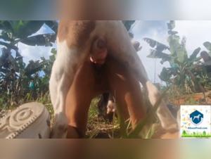 Zoophilia video: A woman discovers sex with a dog