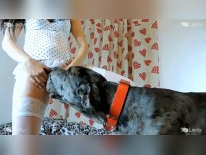 An Exciting Encounter with a Big Dog