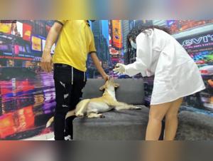 Esplora le delizie oscure: Milly asseconda i suoi istinti animali, parte 2