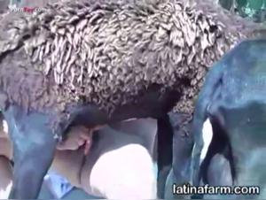 Hardcore bestiality scene with a Latin woman and a goat