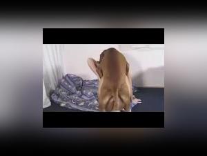 Discover the pleasures of zoophilia