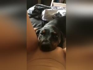 Discover the extreme pleasure of sex with dogs