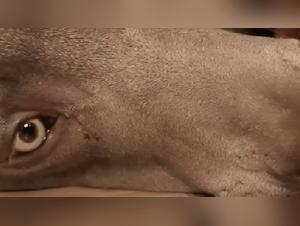 Exploring Bestial Fantasies