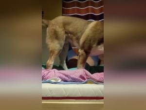 Dog sex video: big ass licking and caressing