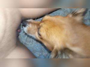 Esplorazione dei desideri piu profondi: donne, cani, passione ardente