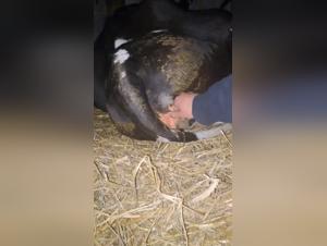 Unique and exciting bestiality experience