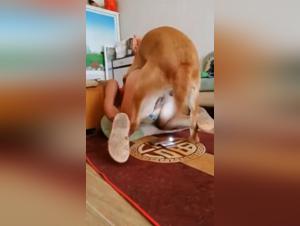 Dogfucking intenso, esperienza privata