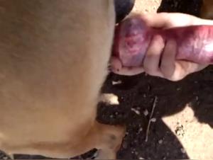 Vidéo XXX : Passion Irrésistible -  Nerd et Chien dans une Danse Sauvage