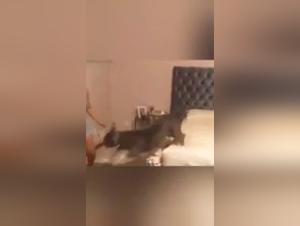 Dog Sex Videos: An Extreme Experience