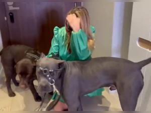 Sluts and Their Pets: A Whirlwind of Sexual Misdirection