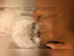 Animal Sex Videos: Check out the Best