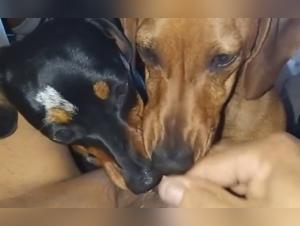 Vidéo de sexe avec chien : une expérience bestiale et intense