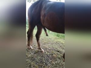 Die Szene endet in einer aufregenden sexuellen Szene mit seinem Hund