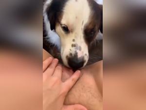 Geheimnisse des Dog Blowjob enthullt