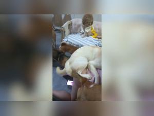 environmental impact on canine sexual behavior