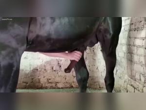 Verbotene Freuden: Tierherrschaft und entfesselte Leidenschaft
