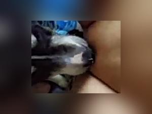 Dog sex video: Extreme pussy licking