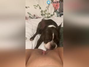 Domination Canine:  Explorez le Pleasure Animal Tabou