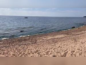 The Girl Loses It While Screwing Her Dog in an Extreme Position