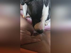 Animal sex: Arab girl fucking her dog