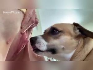 dog knot compilation