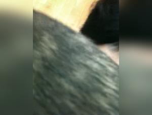 Check out extreme dog sex scenes in this bestiality video