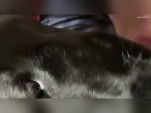 Zoophilia video with a female dog and a pussy