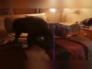 Fuarty Fiery abbandona il suo desiderio canino, xvideoszoo