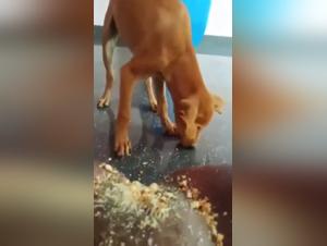 Best Videos with Asian Women and Dogs in Porn