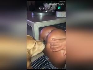 Sex with dog: a brunette without taboos