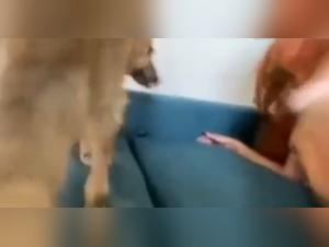 animal orgasms, crazy cum, download the most extreme videos