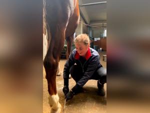 Discover hard and exciting sex scenes with horses