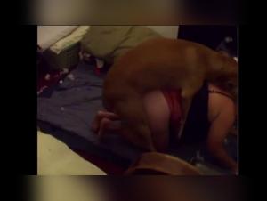 Compilation indecenti: BBW esplora il piacere degli animali