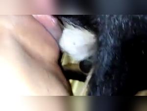 Une expérience extrême de zoophilie