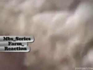 Bestiality sex video: a woman and a sheep in a hard and extreme scene