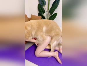 Asian amateur, raw enthusiasm, dominant golden retriever