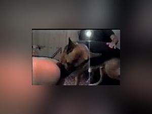 Soddisfazione primitiva: ragazze e cani in azione
