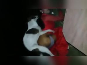 zoophile meaning and animals