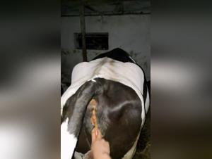 Extreme bestiality: a woman and her cow in a shocking scene