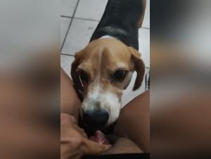 A dog and cat engage in lesbian sex in a art zoo setting.