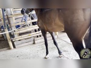 Intense Animal Fuck: Triana and the Raw Power of the Horse