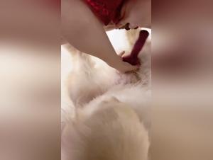 Tiersaugung, wilde asiatische Leidenschaft