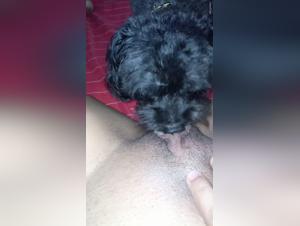 Watch This Girl and Her Dog in Exciting Bestial Video