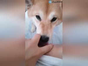 Taboo Exploration: The Intense Pleasure of Animal Fuck