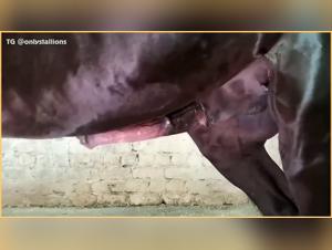 The story begins with a doggy kiss, a filthy mare who sucks her dog, a dirty and bestial slut